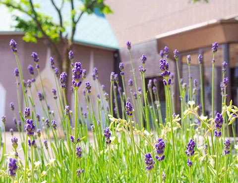 ホテル敷地内に北海道の花々を植花